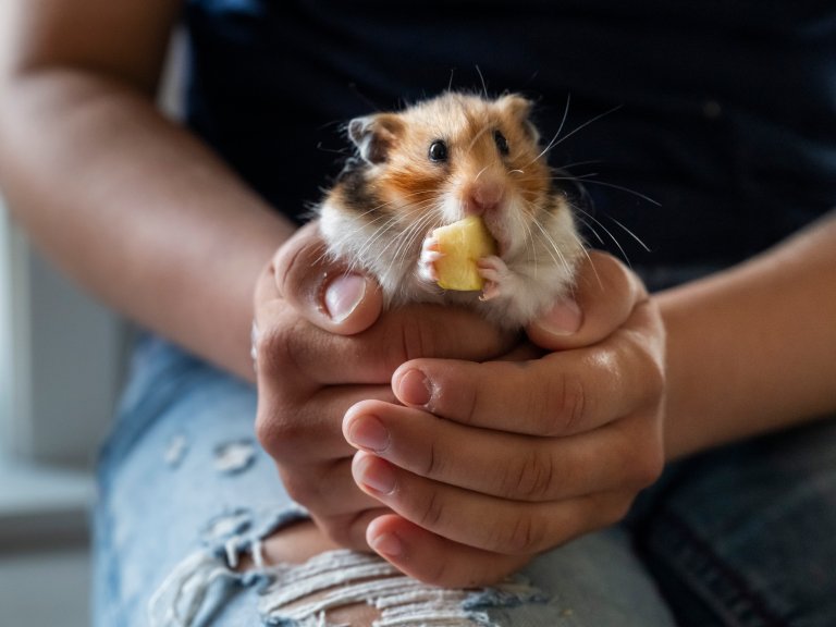 Stella sitt hamster, som spiser en ostebit fra matpakken