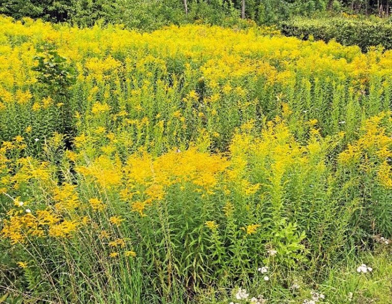 En blomstereng med gule blomster av typen Kanadagullris.