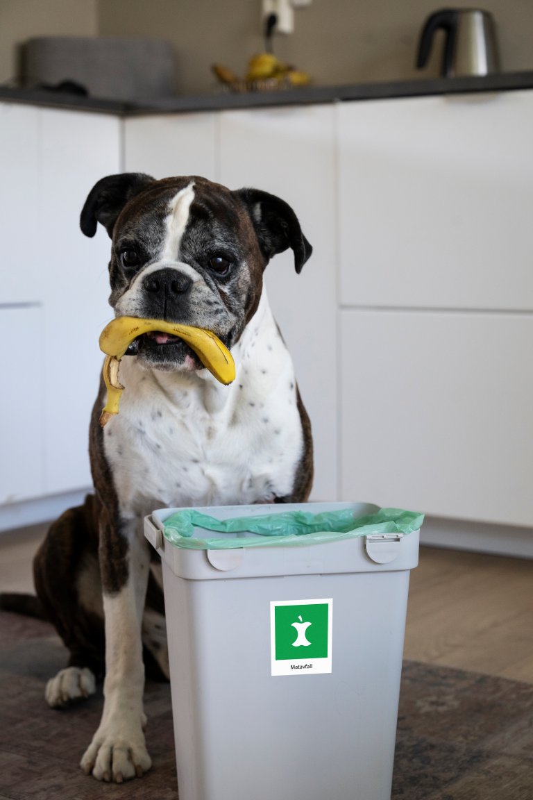 En hund sitter ved siden av en avfallsbeholder med bananskall i munnen.